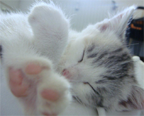 katze