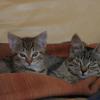 877 Oliver und Benjamin