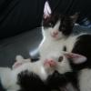 883 Daisy und Samy